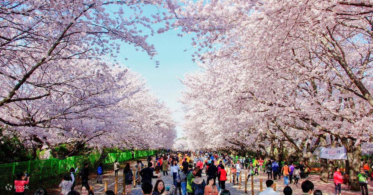 Busan Jinhae Cherry Blossom Full-Day Tour - Klook Canada